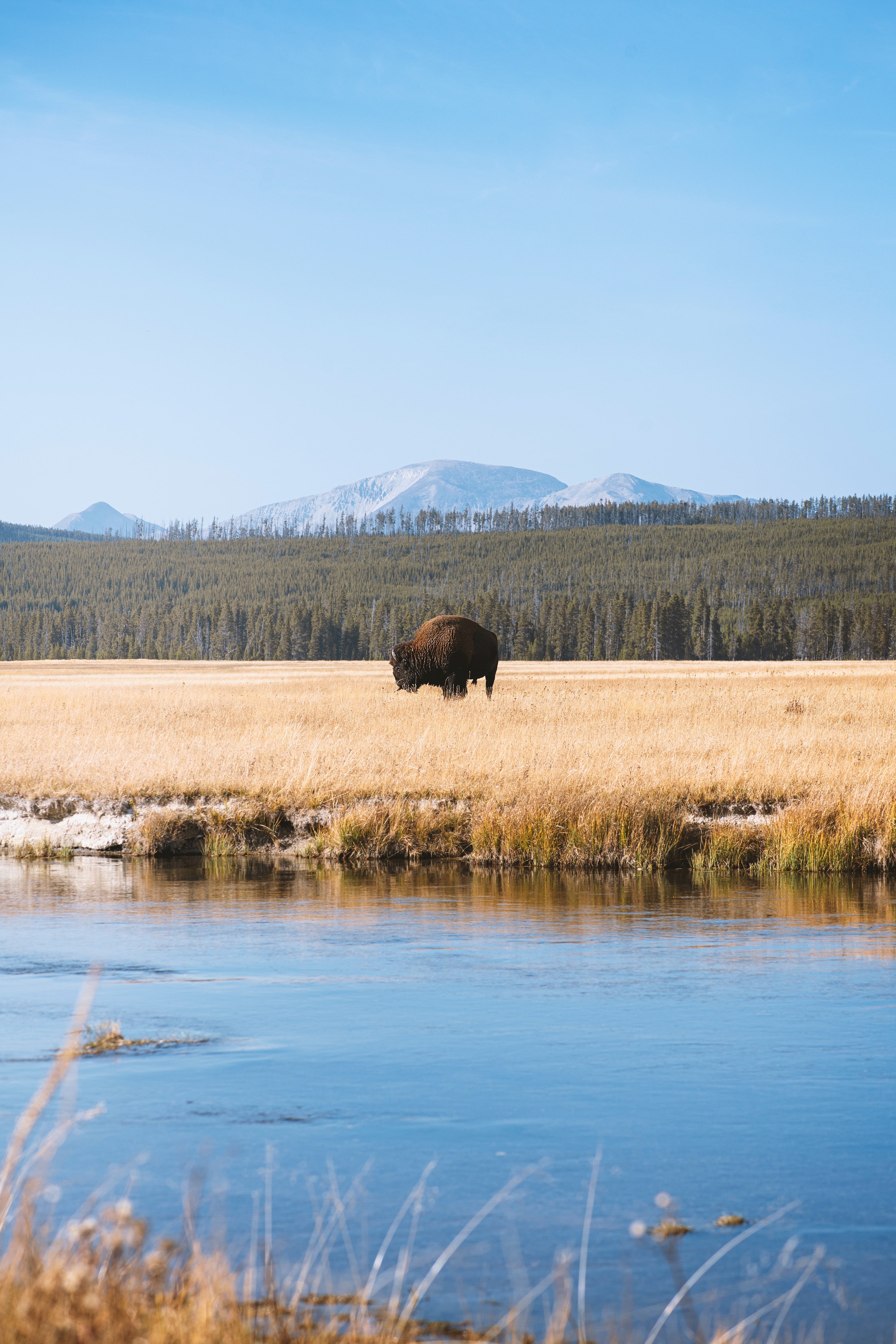 Exploring Yellowstone National Park This Summer